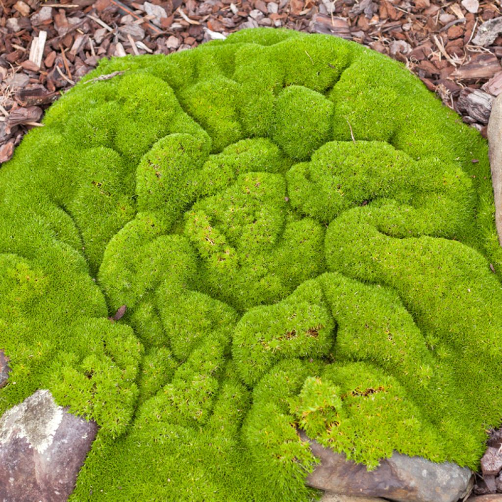 Scleranthus biflorus