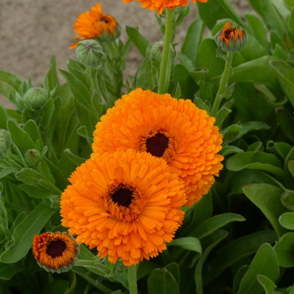 Calendula officinalis Corniche d'Or BIO (semi) - Calendola