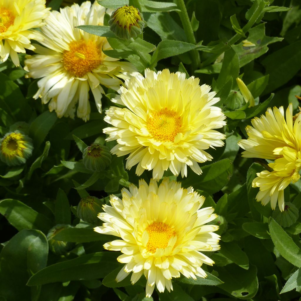 Calendula officinalisDouble Lemon (semi) - Calendola