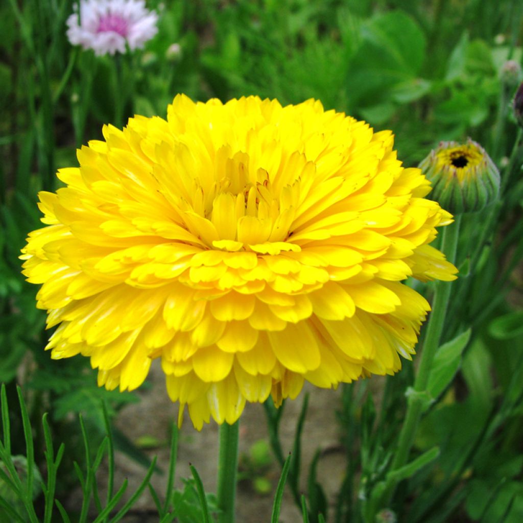 Calendula officinalis Pacific Beauty Lemon (semi) - Calendola