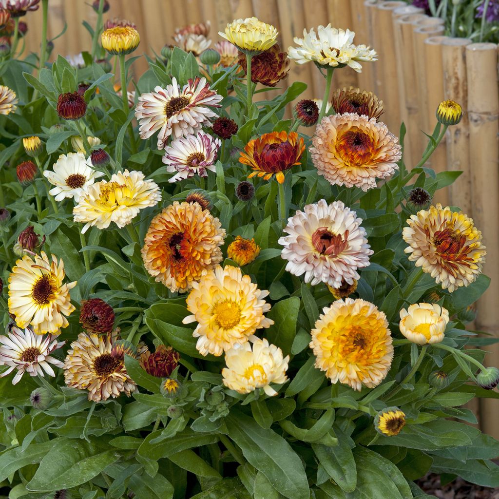 Calendula officinalis Playtime Mix - Calendola