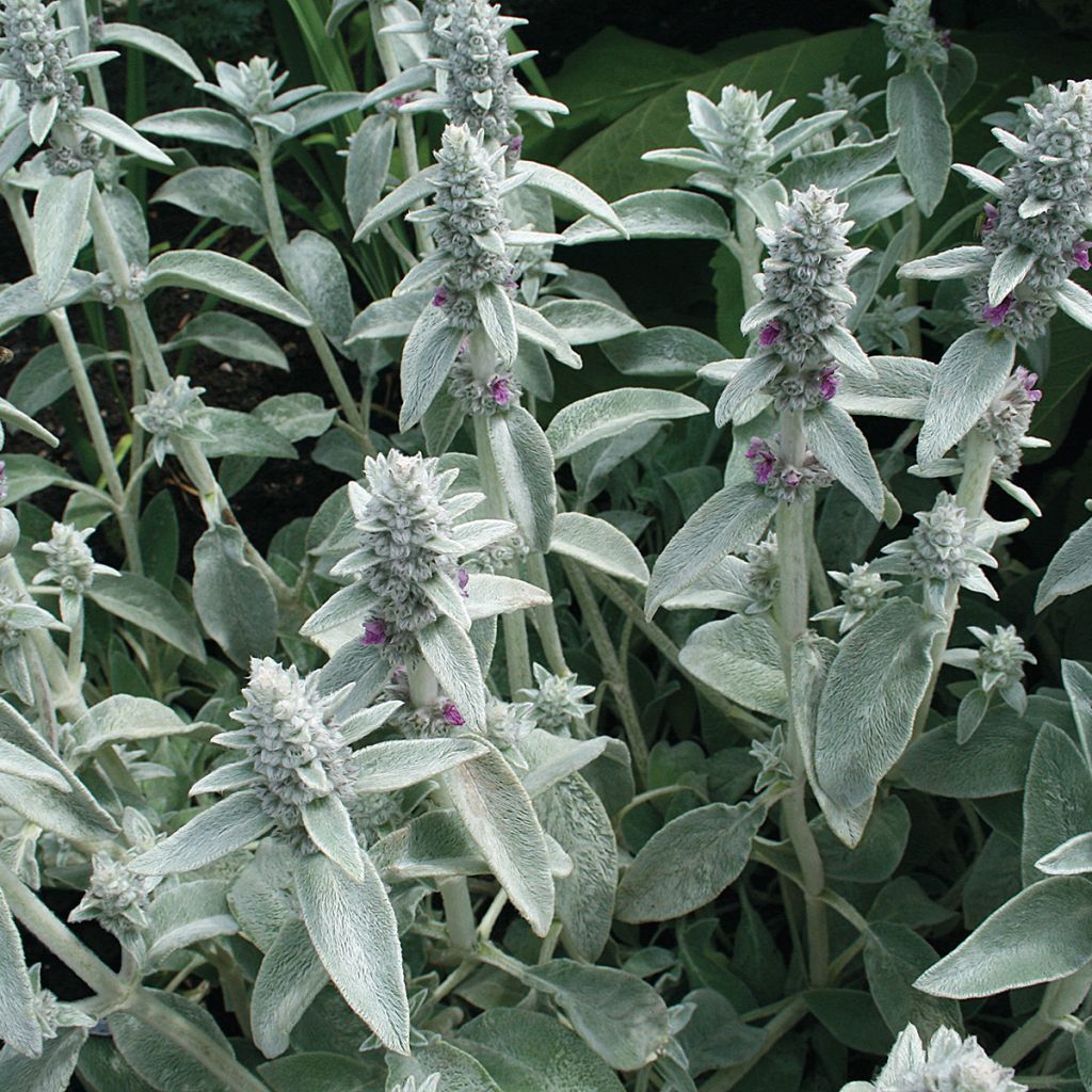 Graines de Stachys byzantina