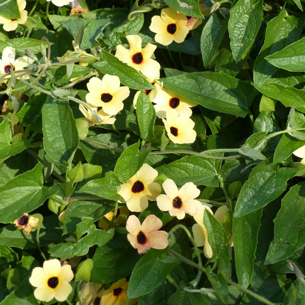 Susanna dagli occhi neri Peach Eye (semi) - Thunbergia alata