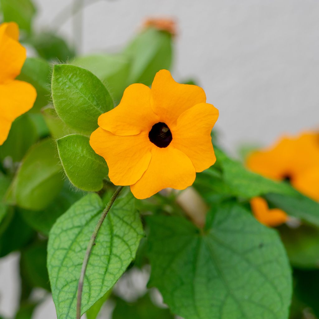 Susanna dagli occhi neri (semi) - Thunbergia alata