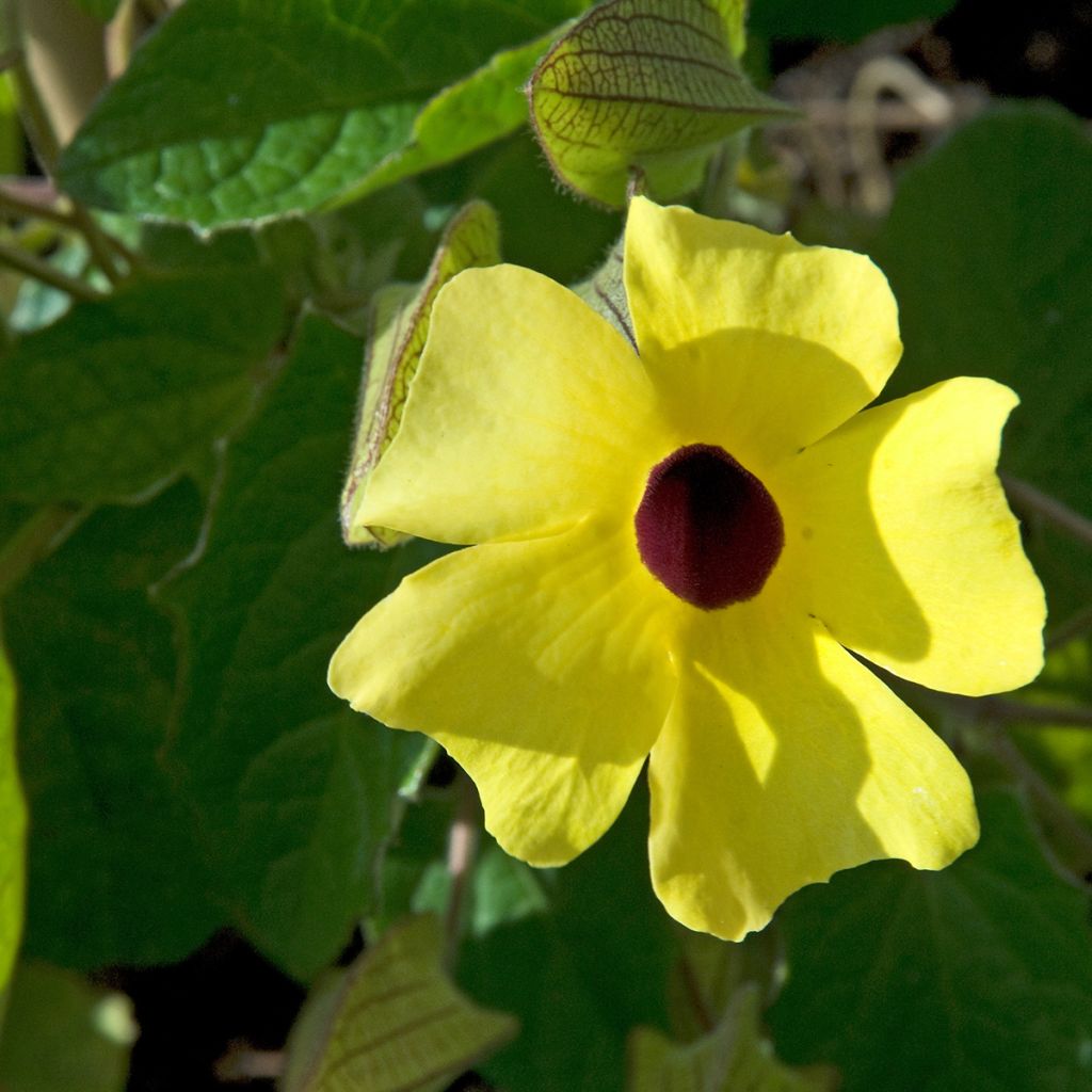 Susanna dagli occhi neri (semi) - Thunbergia alata