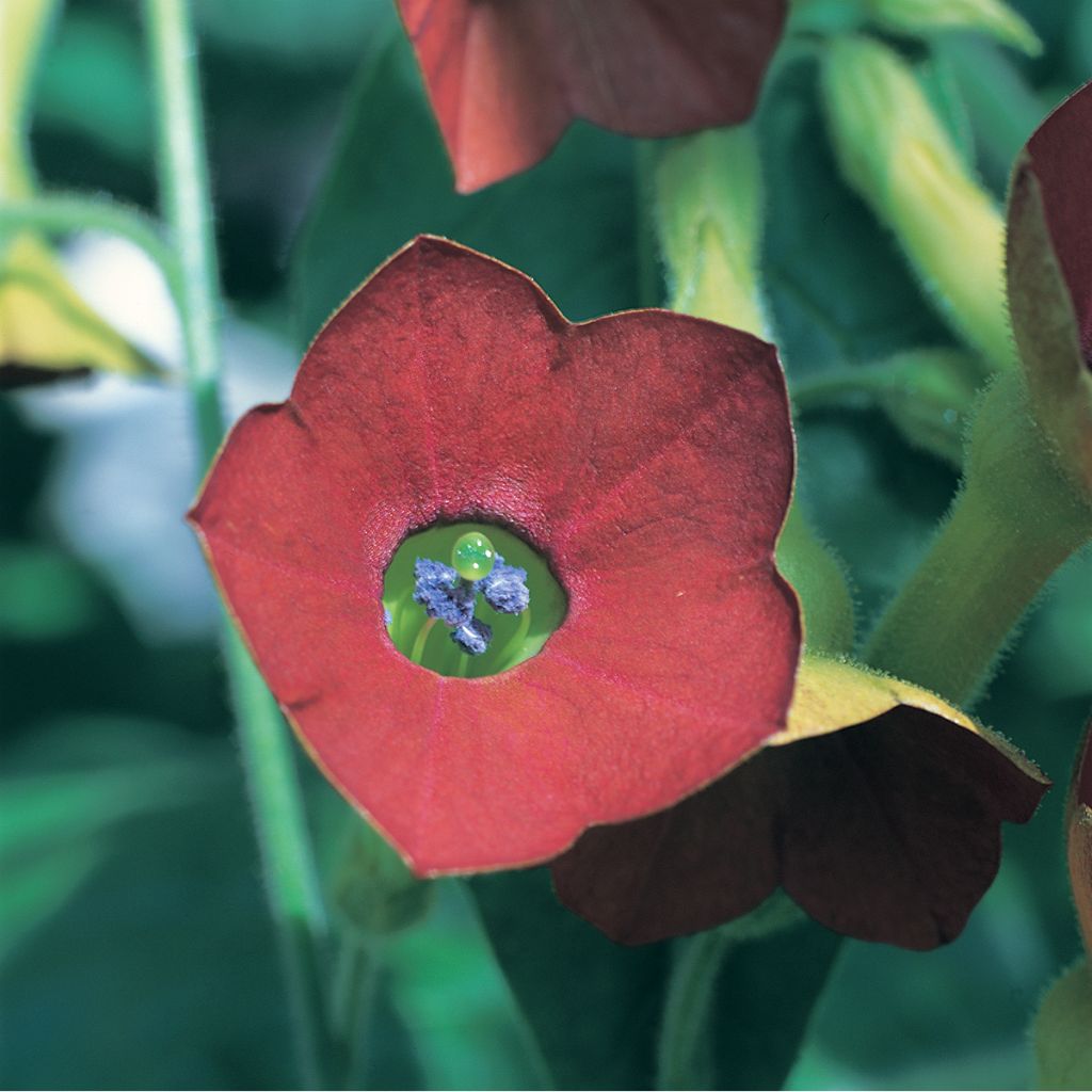 Tabacco alato Tinkerbell F1