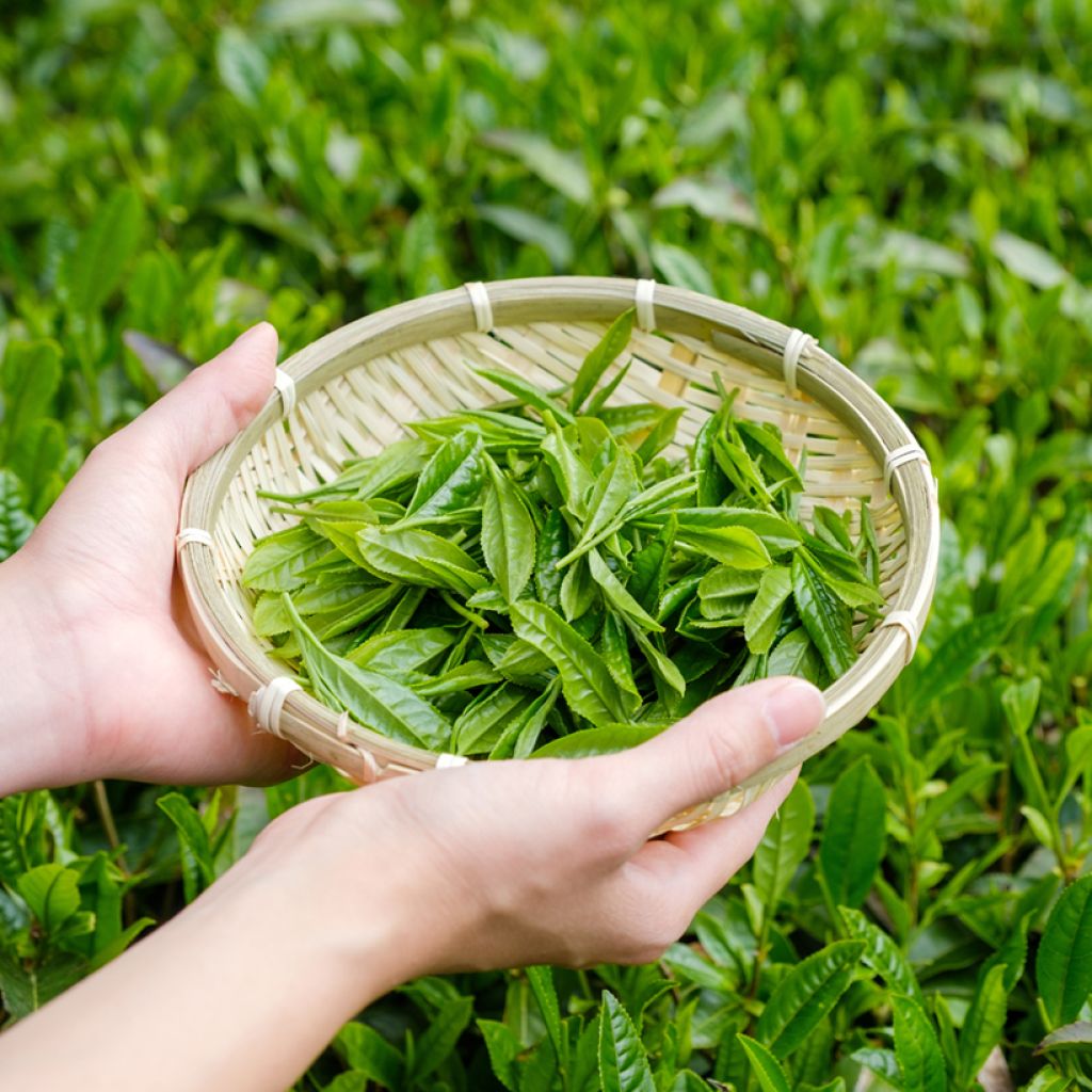 Pianta del tè - Camellia sinensis (semi)