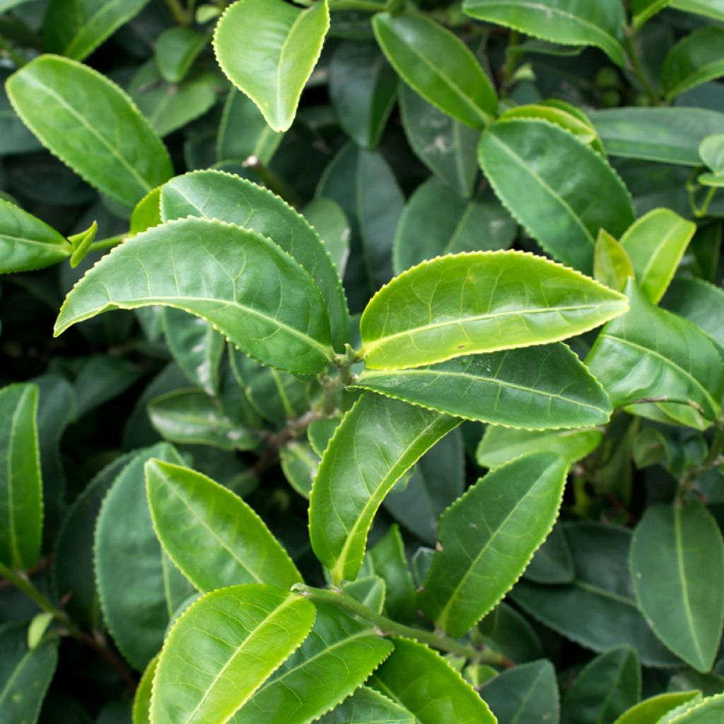 Pianta del tè - Camellia sinensis (semi)