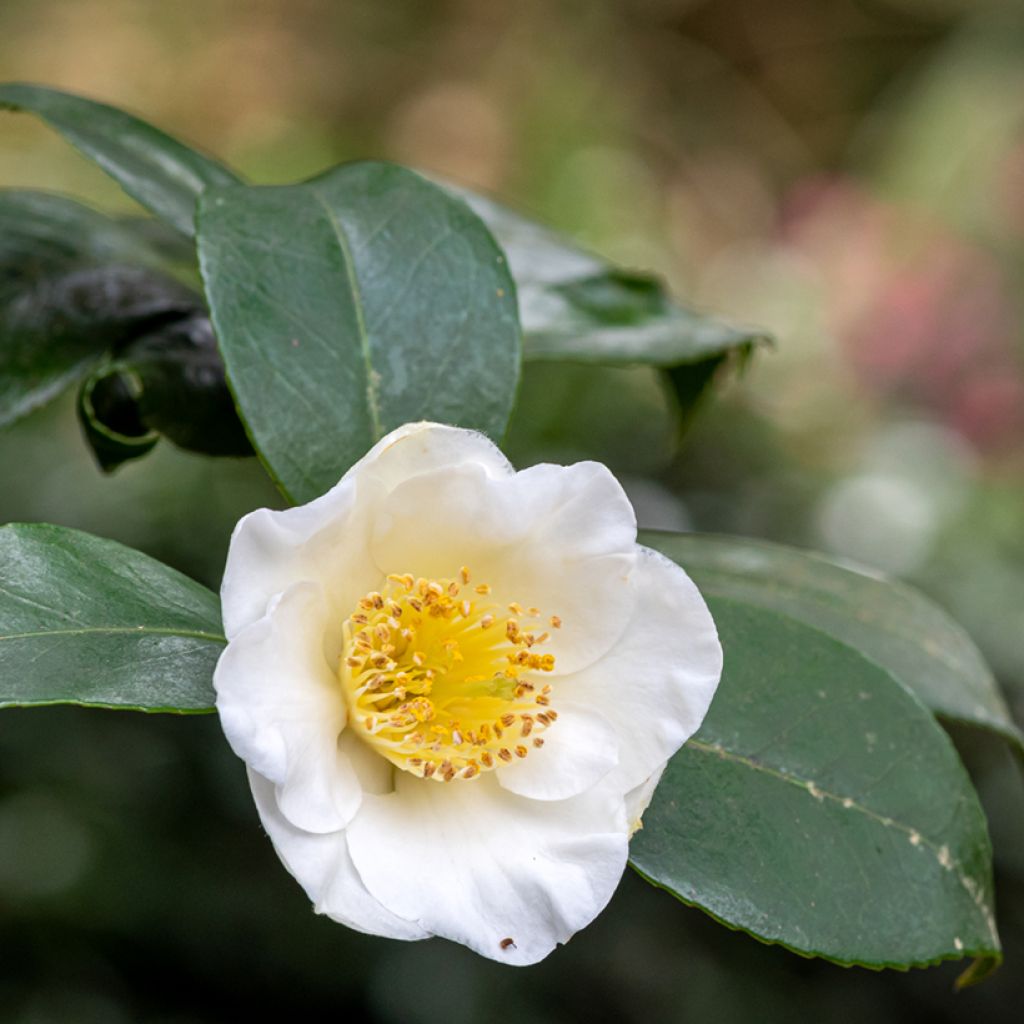 Pianta del tè - Camellia sinensis (semi)