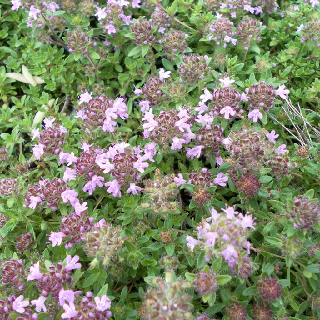 Thymus serpyllum Magic Carpet - Serpillo (semi)