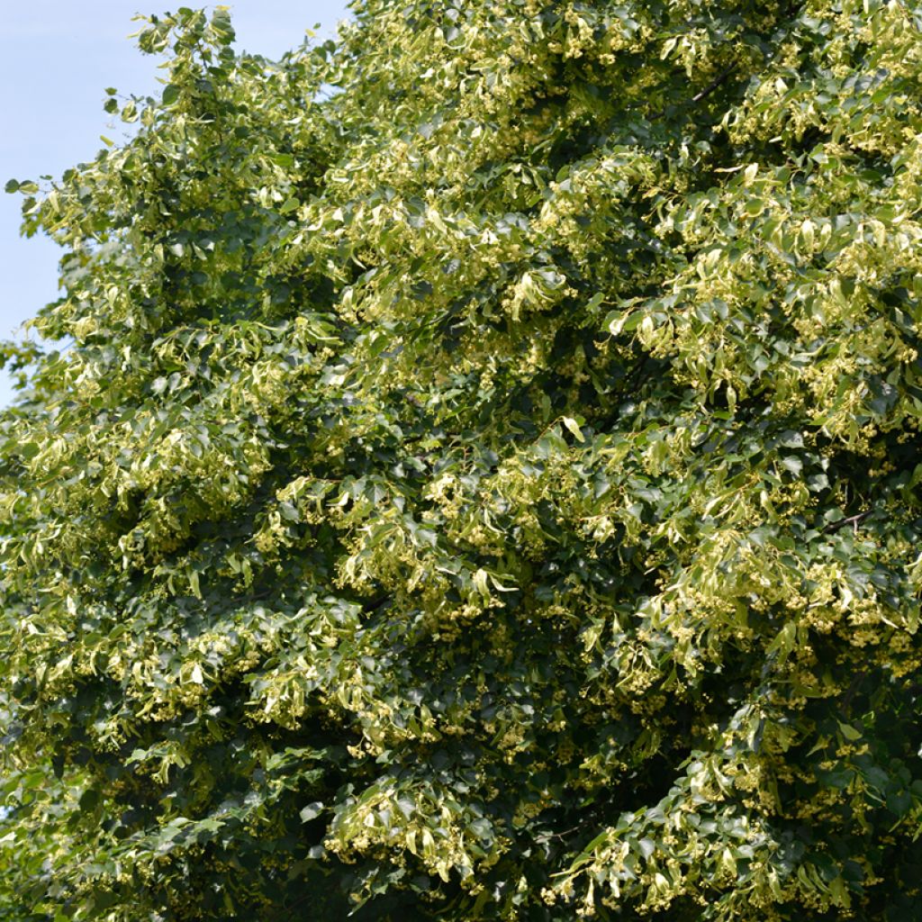 Tilia cordata - Tiglio selvatico (semi)