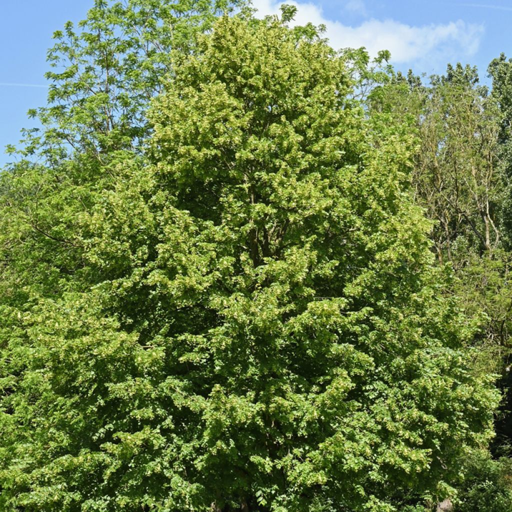 Tilia cordata - Tiglio selvatico (semi)