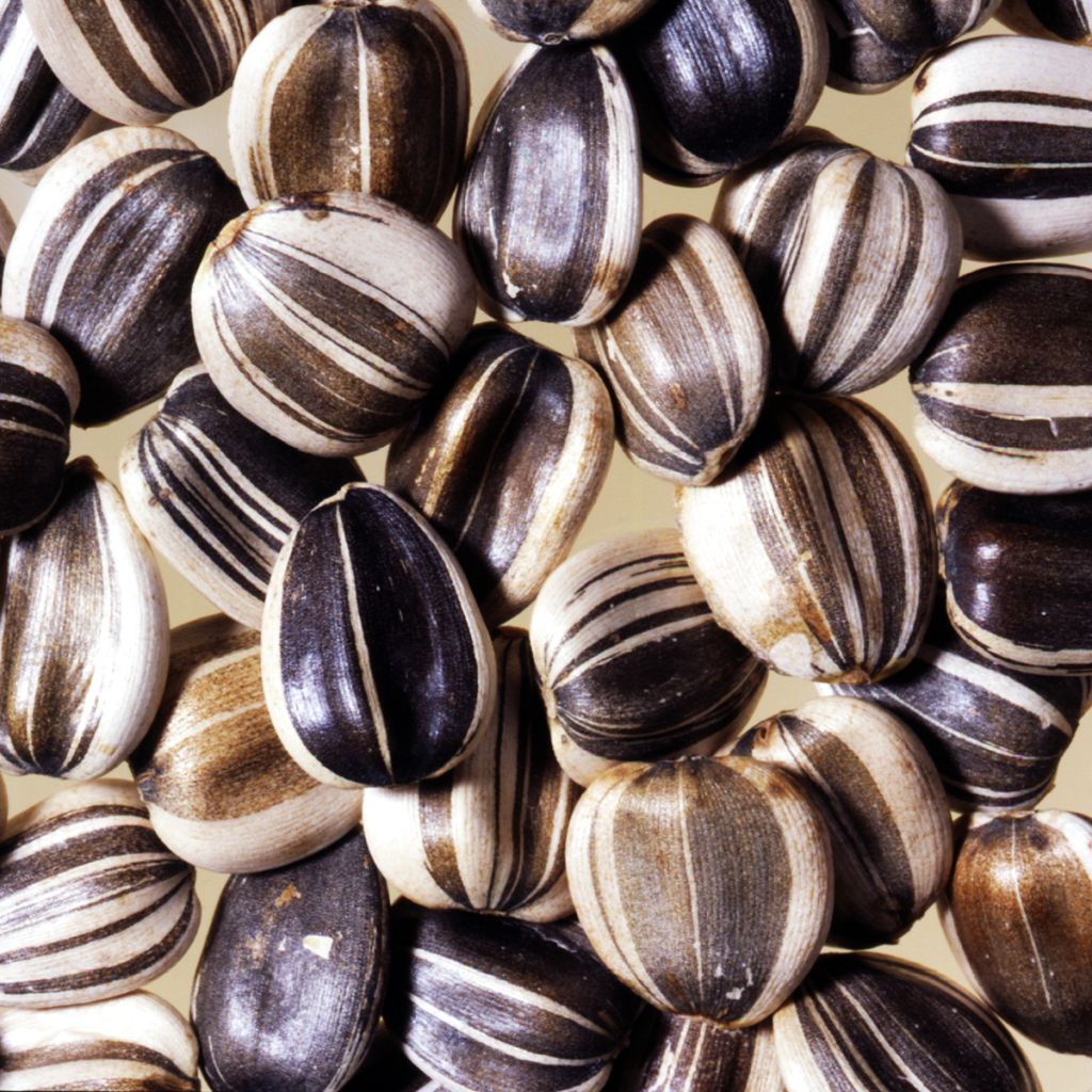 Girasole Titan extra-tall