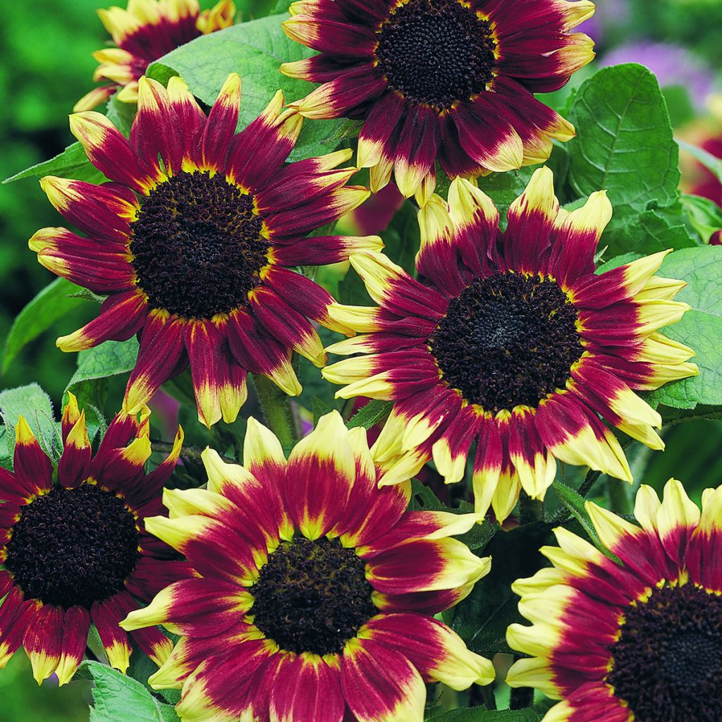 Girasole Florenza (semi)