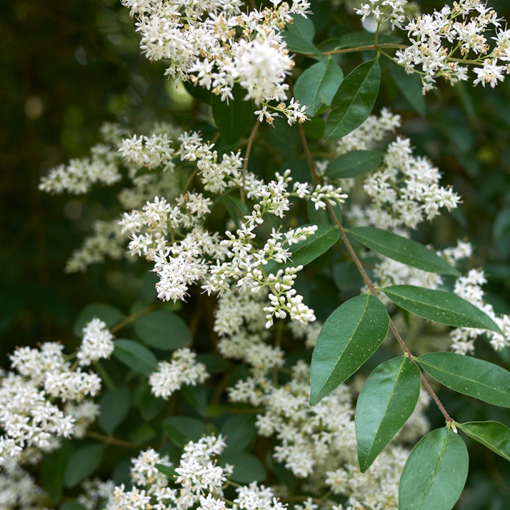 Ligustrum vulgare - Ligustro (semi)