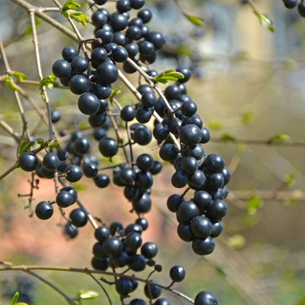 Ligustrum vulgare - Ligustro (semi)