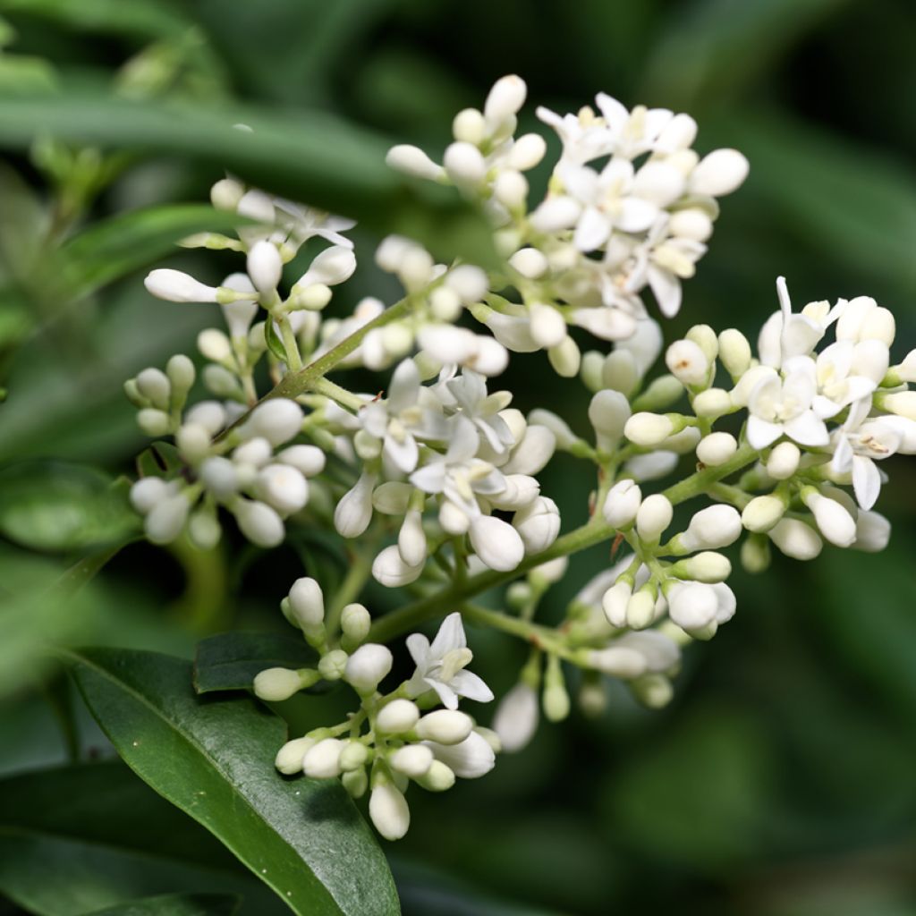 Ligustrum vulgare - Ligustro (semi)
