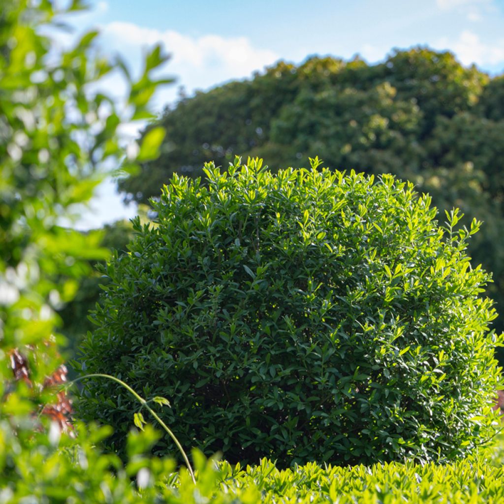 Ligustrum vulgare - Ligustro (semi)
