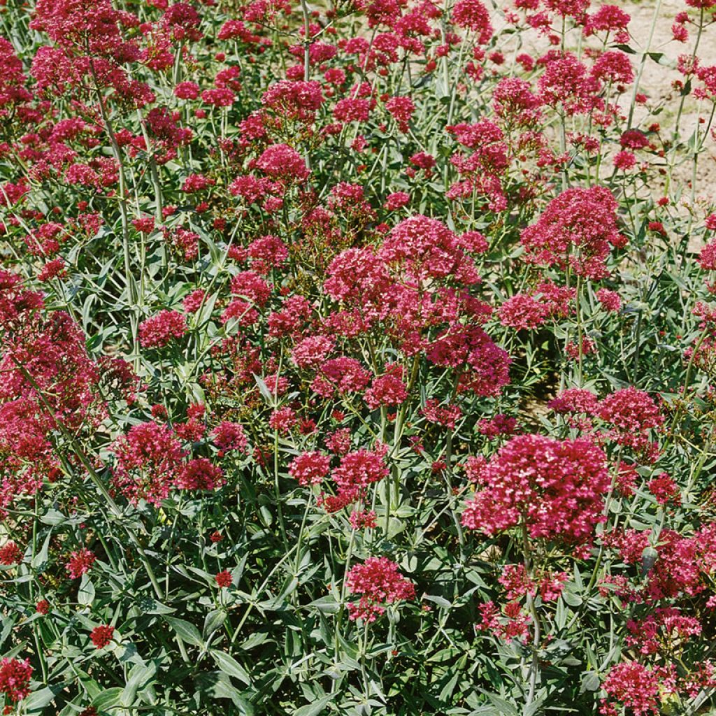 Centranthus ruber Pretty Betsy (semi) - Valeriana rossa 