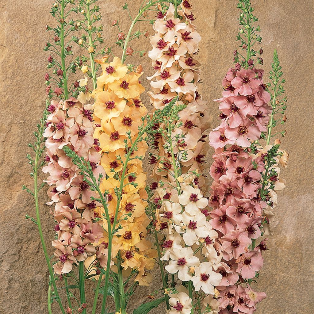 Verbascum Southern Charm (semi) - Verbasco