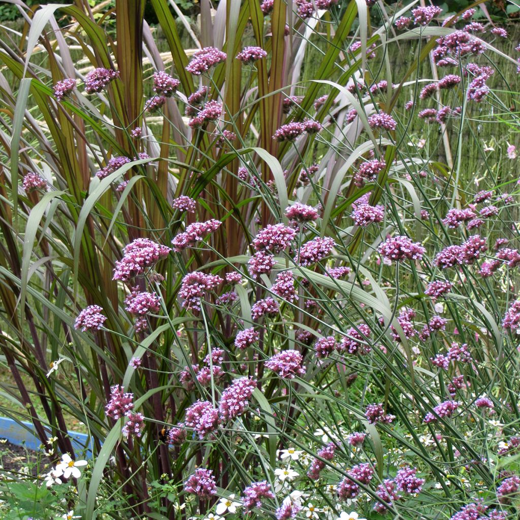Verbena di Buenos Aires Purple Top