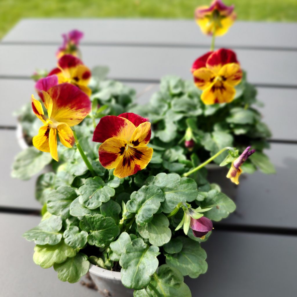 Viola cornuta Laeta Fire (semi)