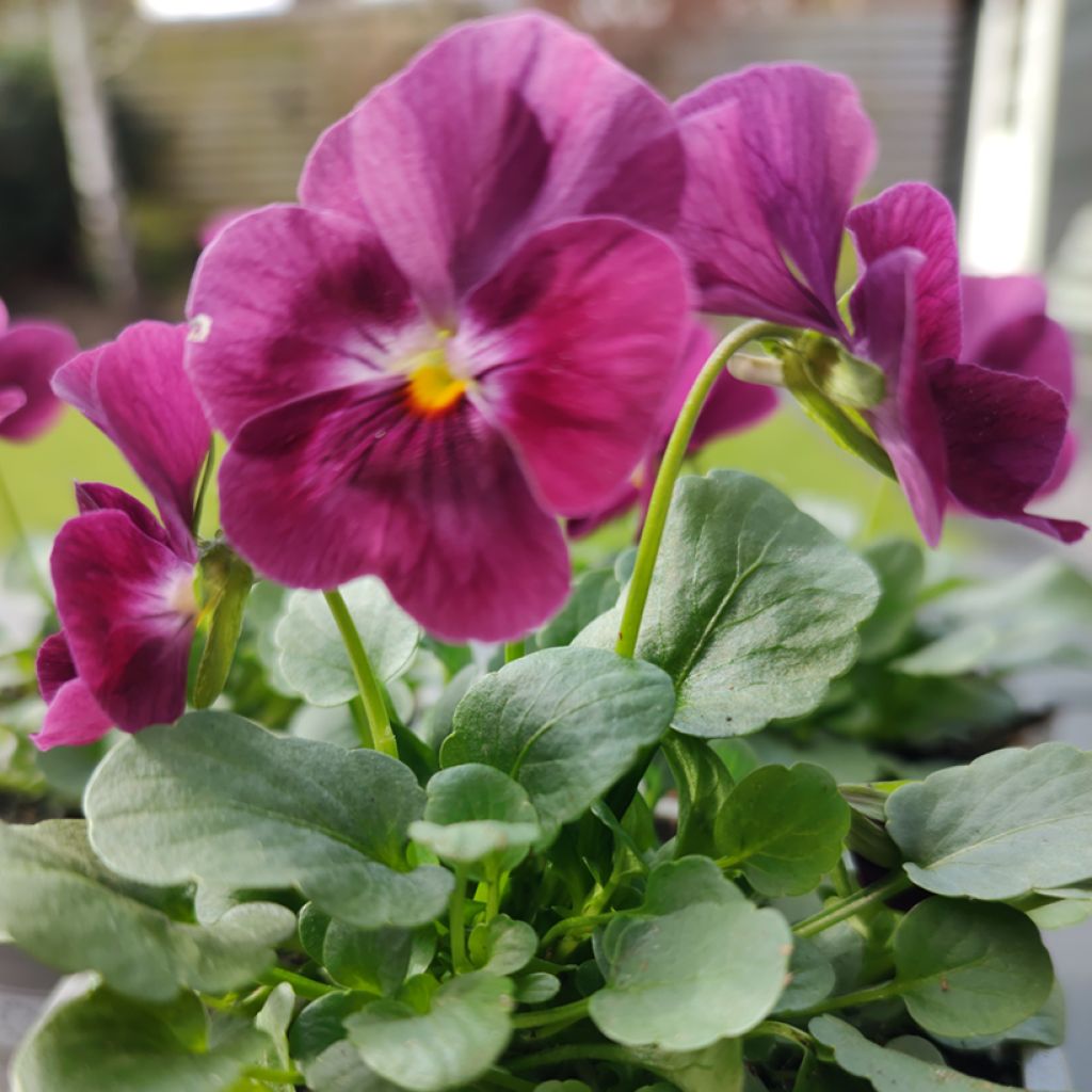 Viola cornuta Laeta Wine