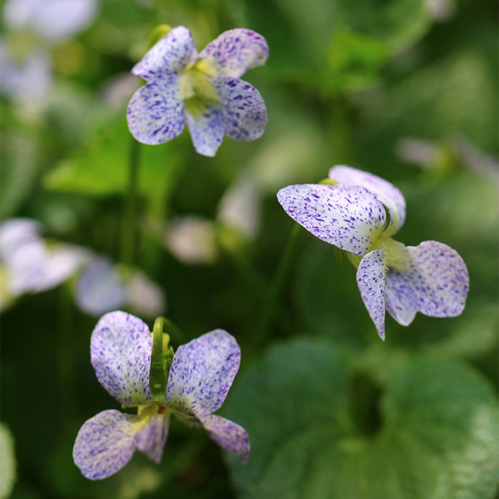 Viola sororia Freckles (semi) - Viola sorella