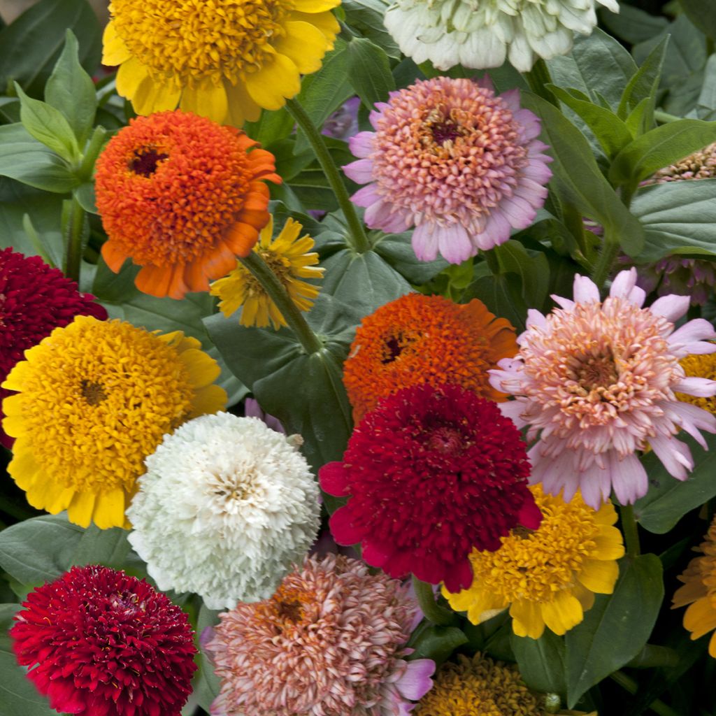 Zinnia elegans Cresto! Citrus Mixture (semi)