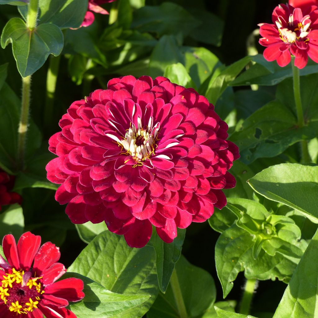 Zinnia elegans Meteor (semi)