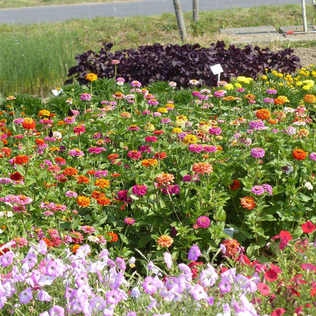 Zinnia nain Pépito Extra Mix (semi)