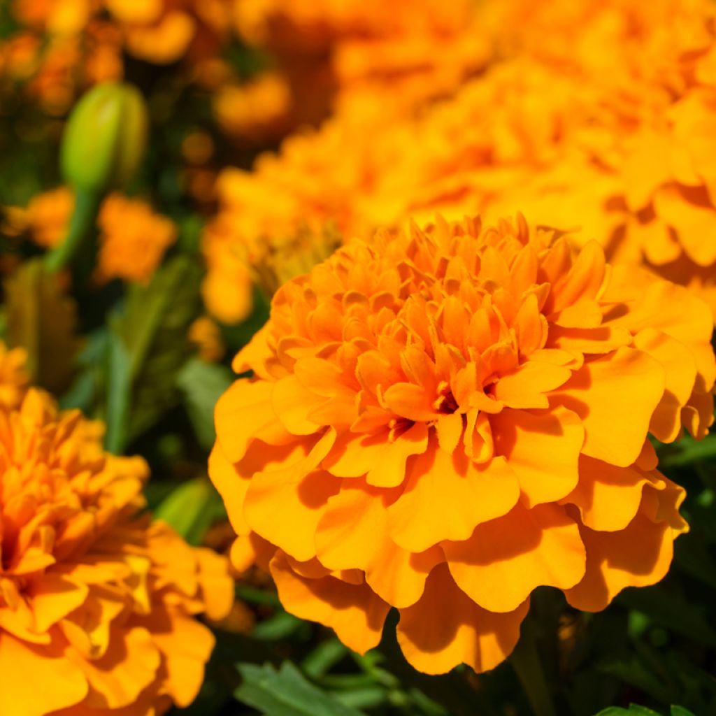 Tagetes Petite orange
