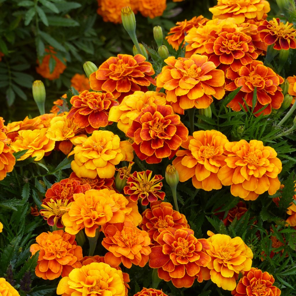 Tagetes patula Reine Sophie BIO (semi)