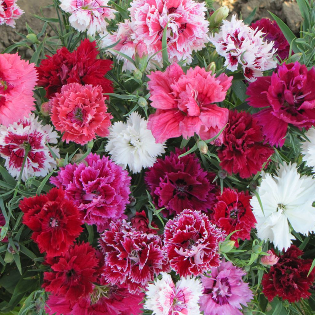 Dianthus chienesis double Imperial Mix (semi) - Garofano