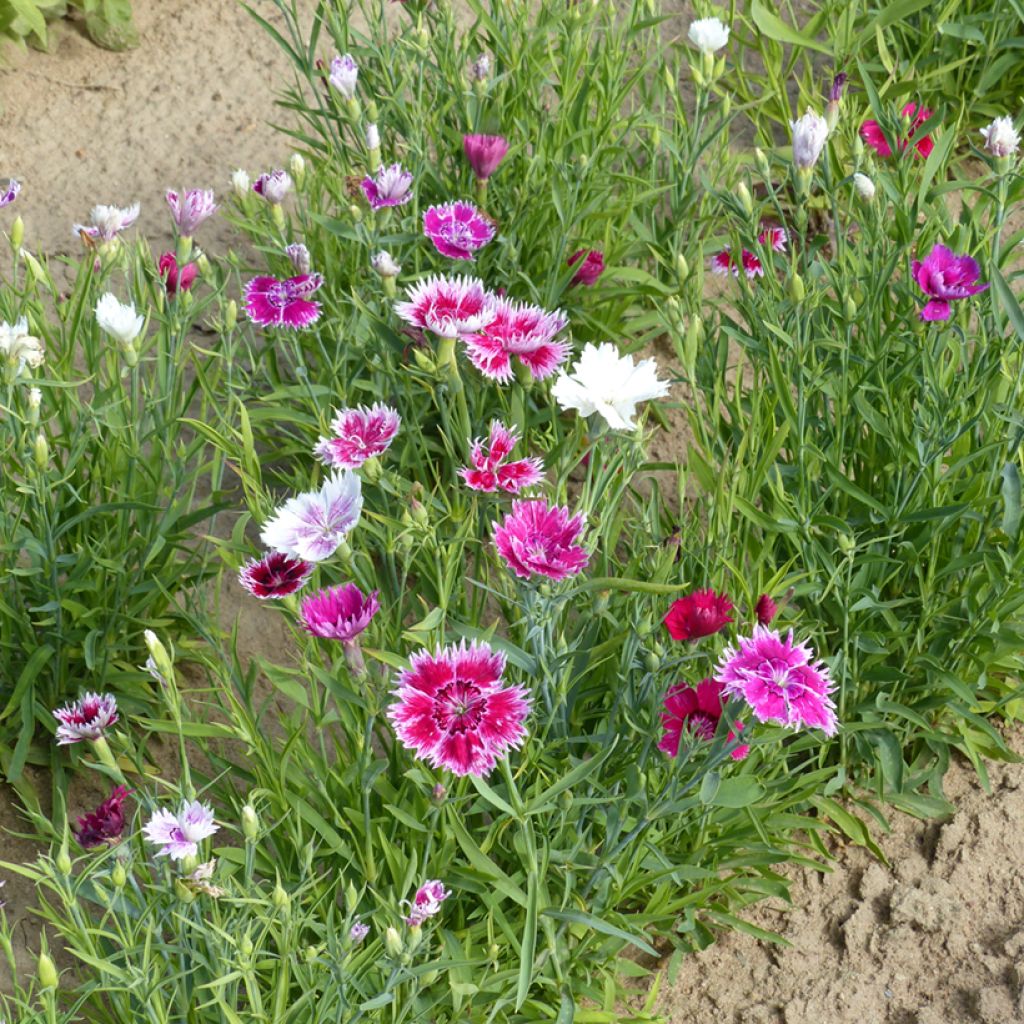 Dianthus chinensis Gaiety single Mix (semi) - Garofano