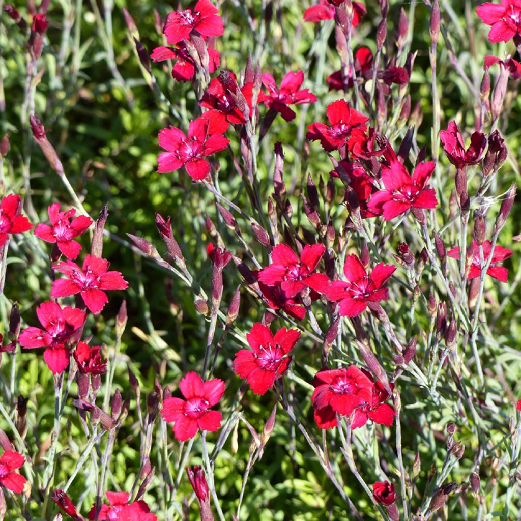 Dianthus deltoïdes Fanal (Flashing Lights) (semi) - Garofanino minore