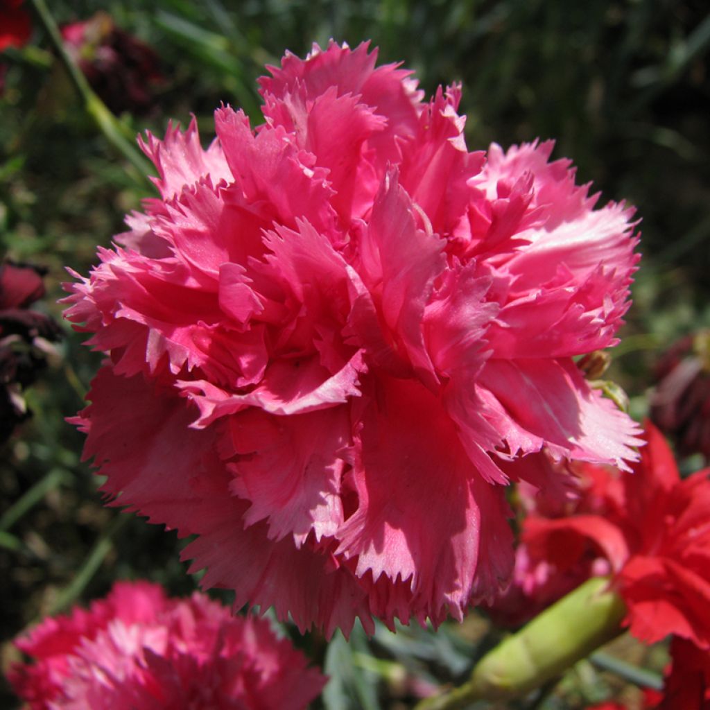 Dianthus caryophyllus Triumph Rose (semi) - Garofano comune