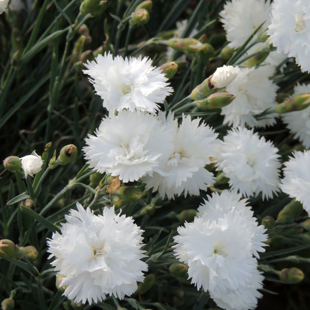 Dianthus plumarius Albus Plenus (semi) - Garofano strisciante