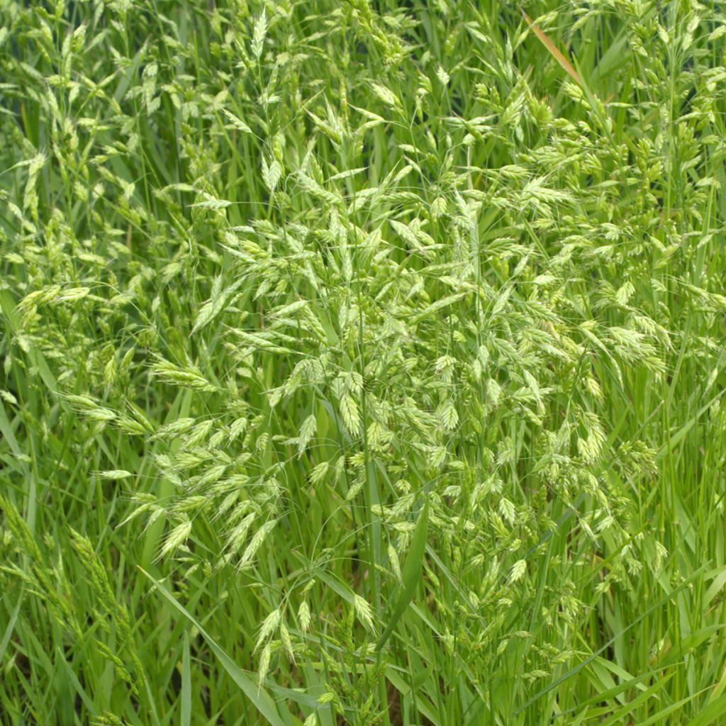 Bromus secalinus (semi) - Forasacco delle messi