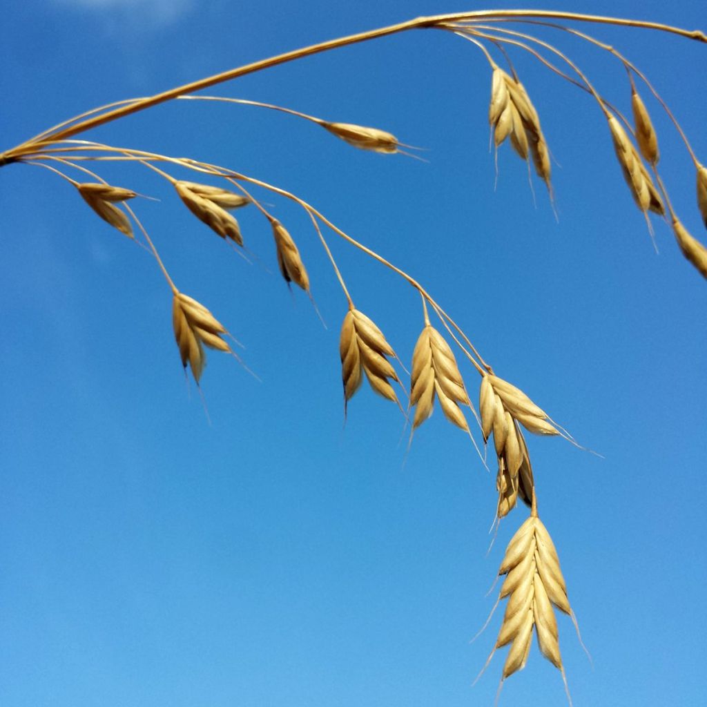 Bromus secalinus (semi) - Forasacco delle messi
