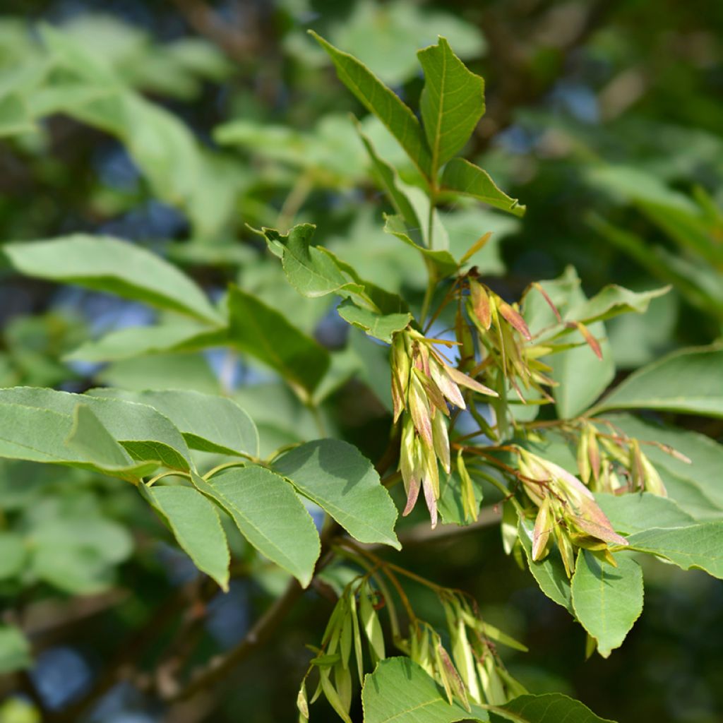 Fraxinus ornus (semi)
