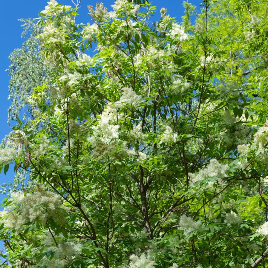 Fraxinus ornus (semi)