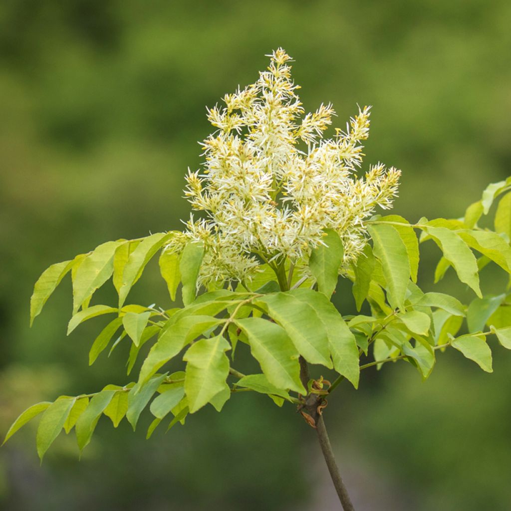 Fraxinus ornus (semi)