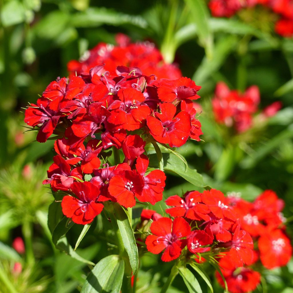 Dianthus barbatus Etournelle Scarlet (semi) - Garofano dei poeti