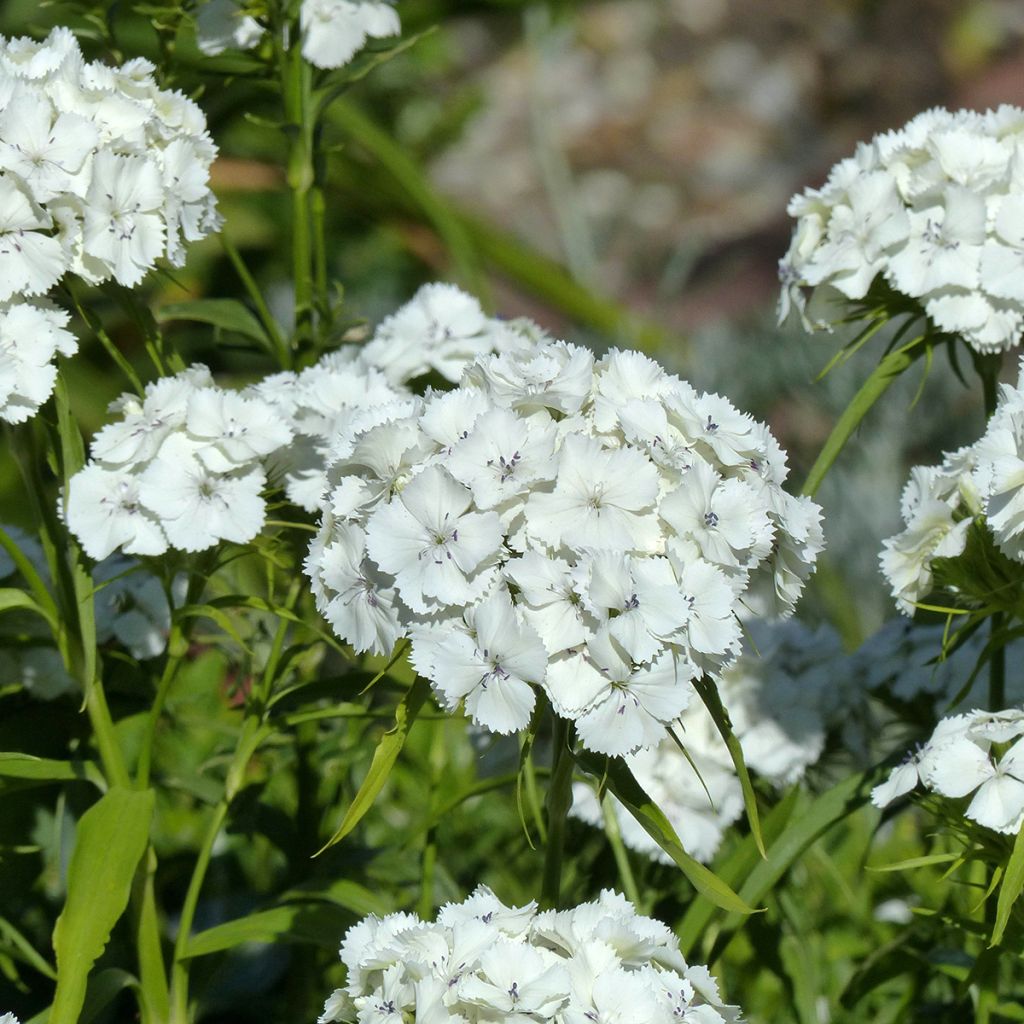 Dianthus barbatus Etournelle White (semi) - Garofano dei poeti