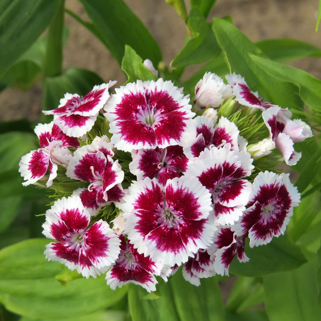 Dianthus barbatus Etournelle White with Eye (semi) - Garofano dei poeti