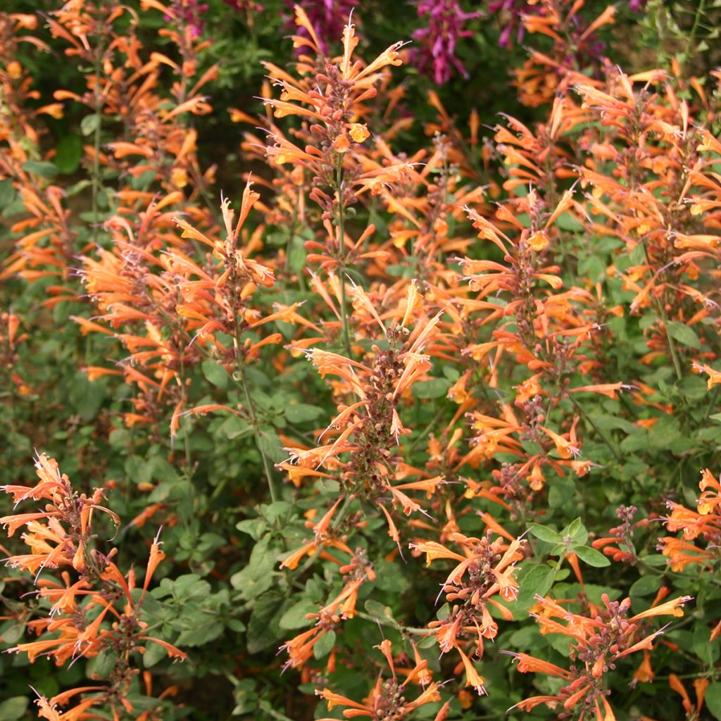 Agastache aurantiaca Apricot Sprite (semi)
