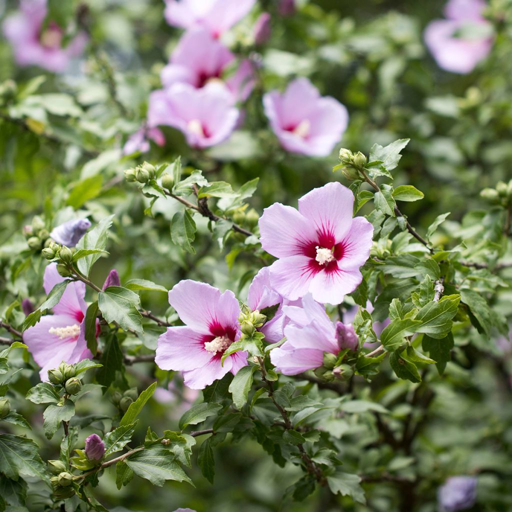 Hibiscus syriacus - Ibisco (semi)