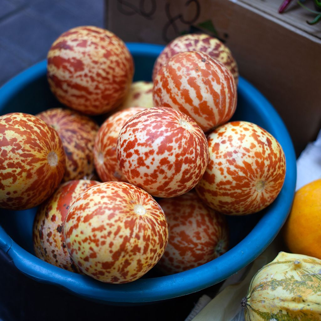 Melone  Queen Anne's Pocket (semi)