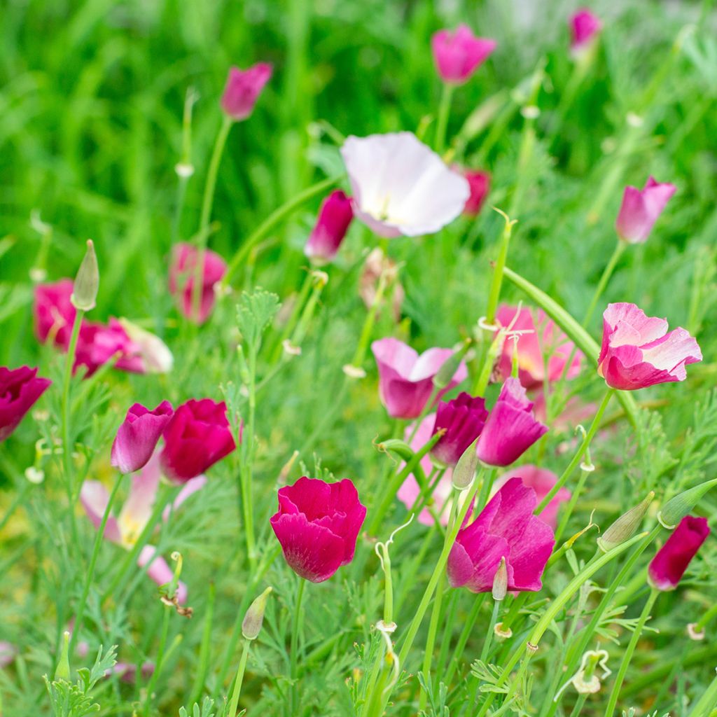 Eschscholzia Carmine King (semi) - Papavero della California
